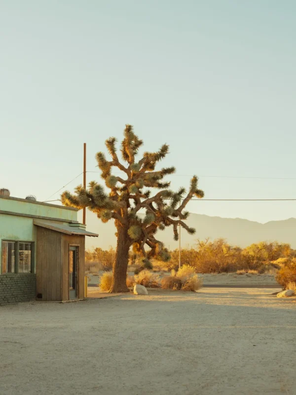 Joshua tree in the Californian Desert, fine art print by Ludwig Favre