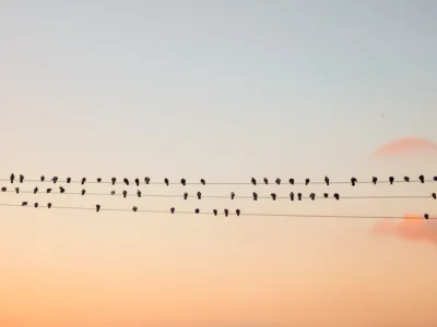 Silhouette of birds perched on power lines against a pastel evening sky, fine art print by Ludwig Favre