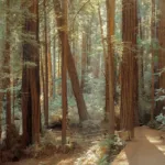 Sun-drenched fern path winding through towering redwood trees in Muir Woods, limited edition fine art print by Ludwig Favre