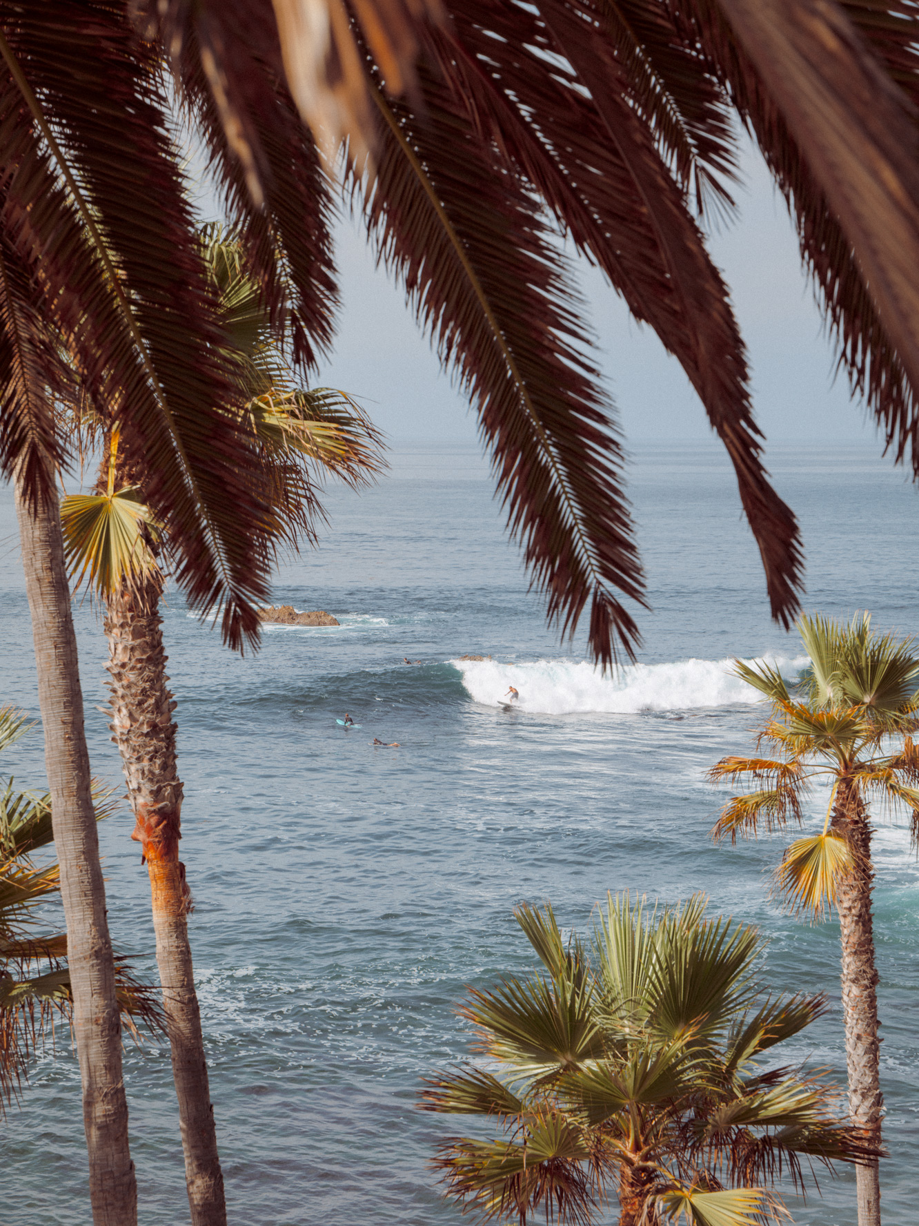 Palm fronds framing a tranquil beach scene at Crystal Cove State Park with surfers in soft light, limited edition fine art print by Ludwig Favre
