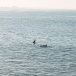 A surfer riding a wave in the Pacific Ocean off Los Angeles at soft morning light, limited edition fine art print by Ludwig Favre