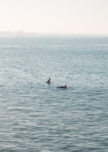 A surfer riding a wave in the Pacific Ocean off Los Angeles at soft morning light, limited edition fine art print by Ludwig Favre