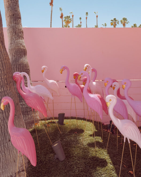 Pink lawn flamingos against a pink wall, Palm Springs, limited edition fine art photograph by Ludwig Favre
