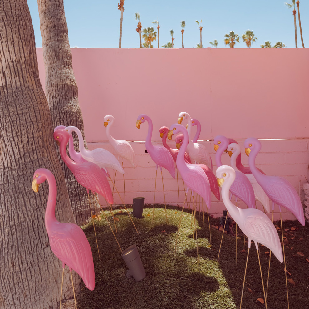 Pink lawn flamingos against a pink wall, Palm Springs, limited edition fine art photograph by Ludwig Favre
