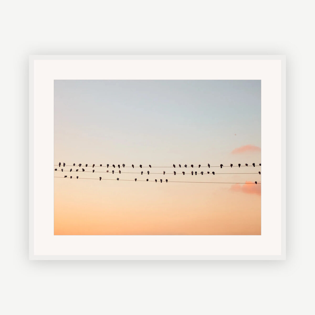 Birds on Wires, Evening Light, Los Angeles